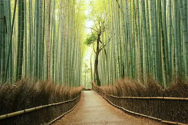 Japão